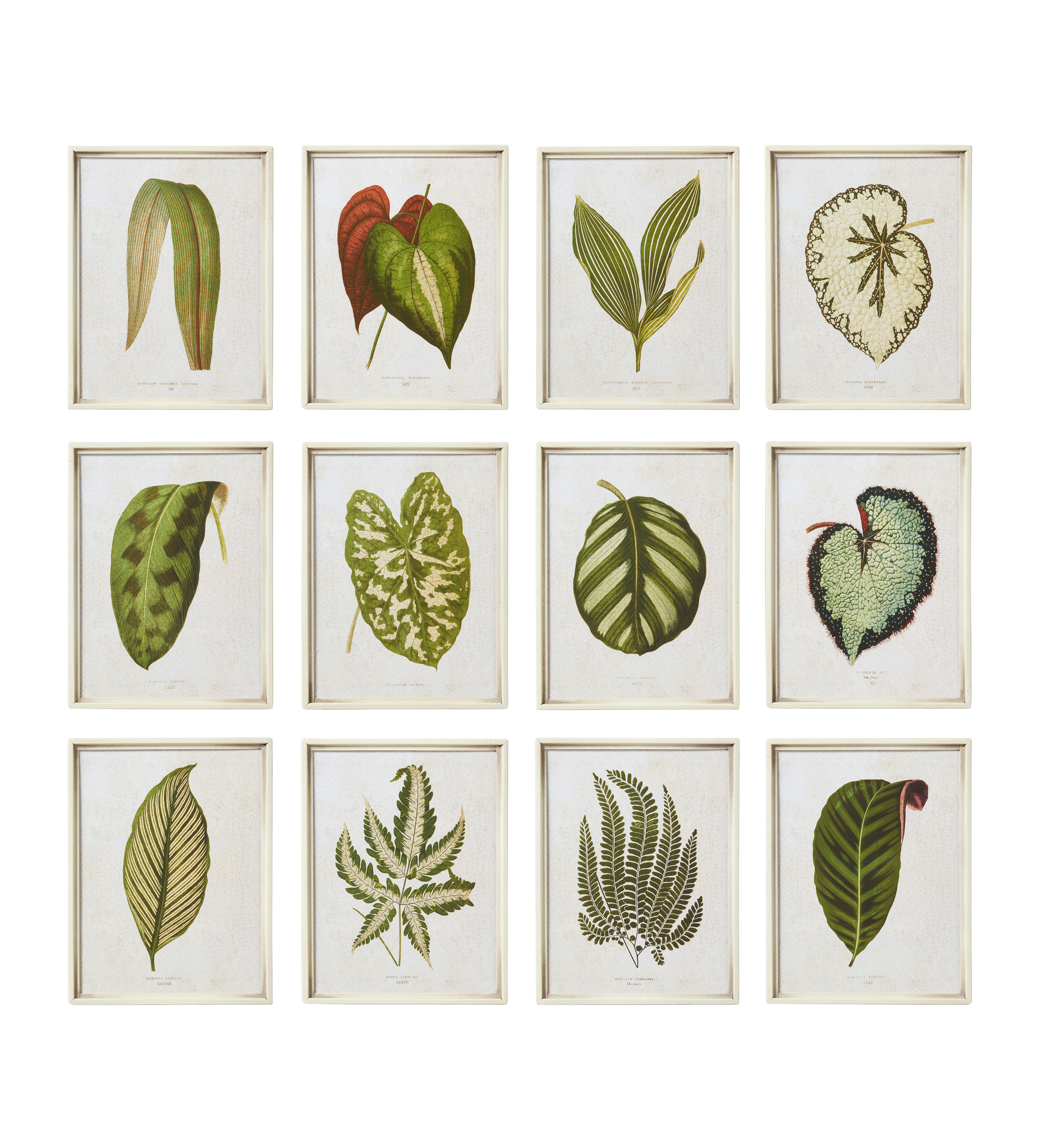 Exotic Leaf Prints - Set of Twelve - Green | OKA