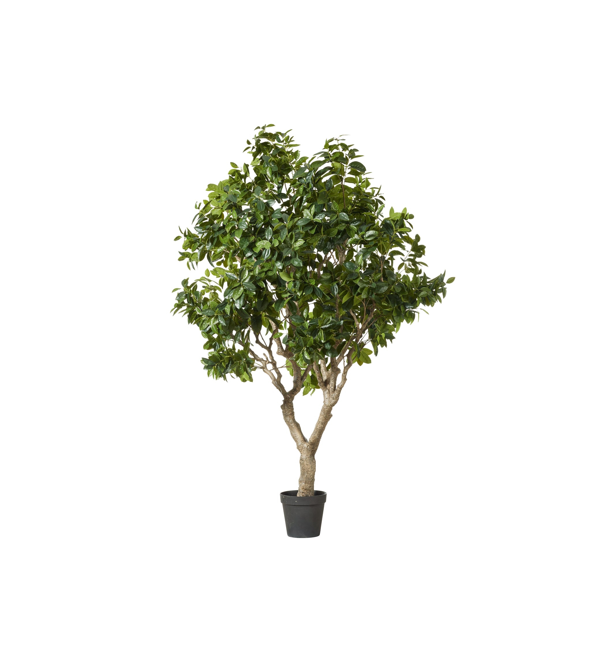 Faux Fiddle Tree - Extra Large - Green