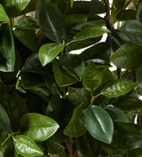 Faux Fiddle Tree - Extra Large - Green