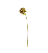 Auricula Stem - Green