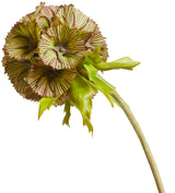 Auricula Stem - Green