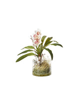 Faux Cymbidium Orchids with Vase - Cream