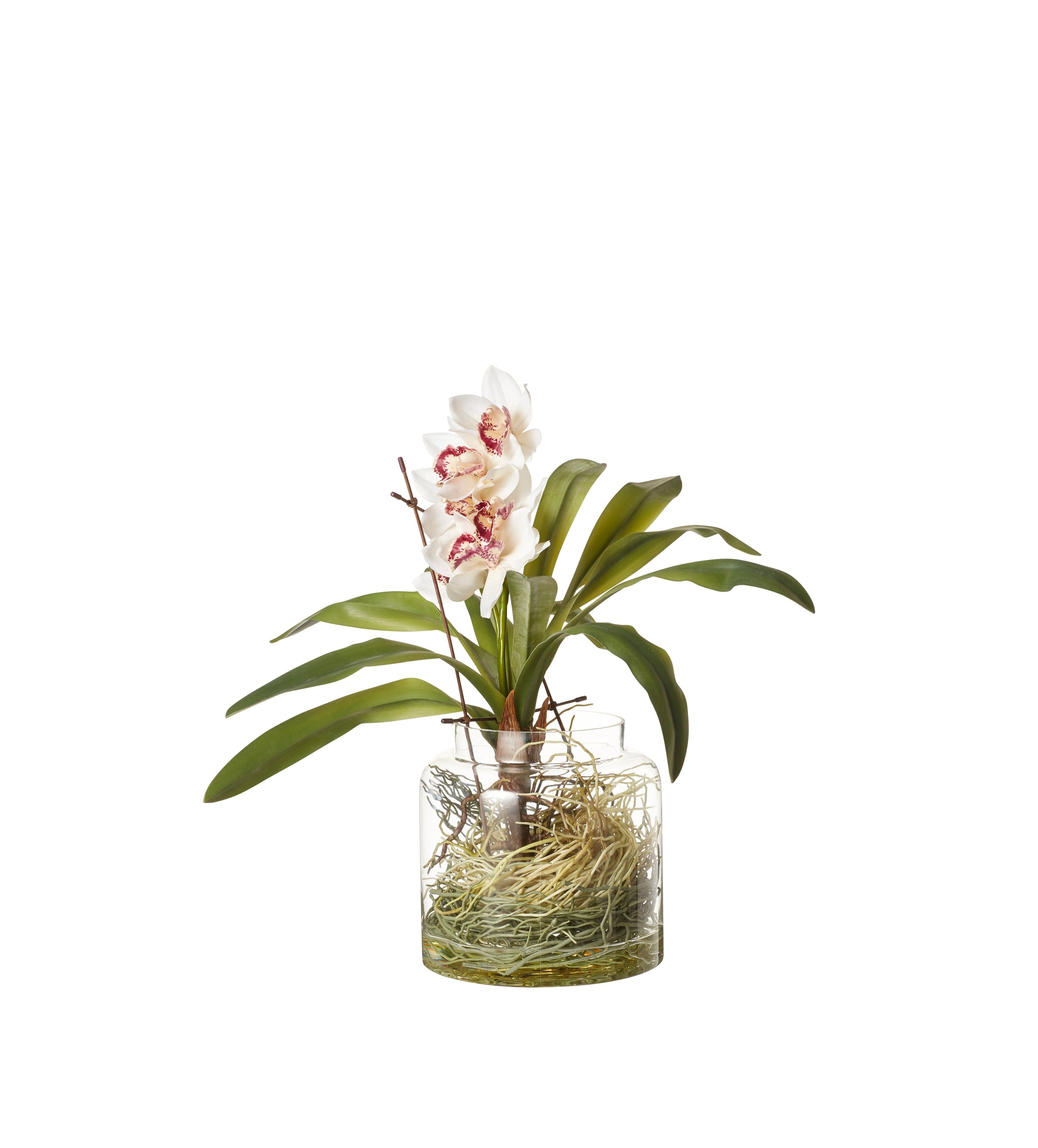 Faux Cymbidium Orchids with Vase - Cream
