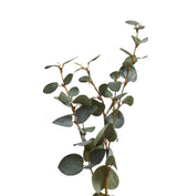 Faux Eucalyptus Stem - Green
