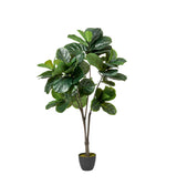 Faux Fiddle Plant - Medium - Green
