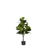 Faux Fiddle Plant - Small - Green