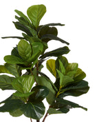 Faux Fiddle Plant - Small - Green
