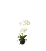Faux Potted Mini Orchid - White