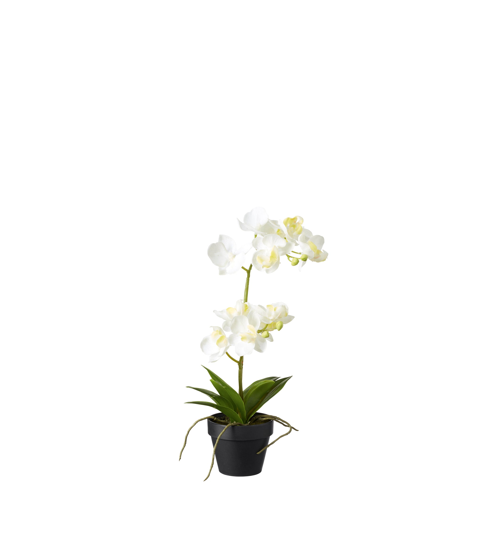 Faux Potted Mini Orchid - White