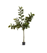 Faux Fiddle Plant - Large - Green
