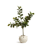 Faux Fiddle Plant - Large - Green