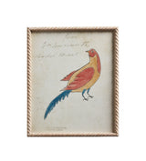 Framed Carara Bird Prints - Set of Four - Multi