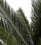 Short Faux Potted Palm Tree - Green