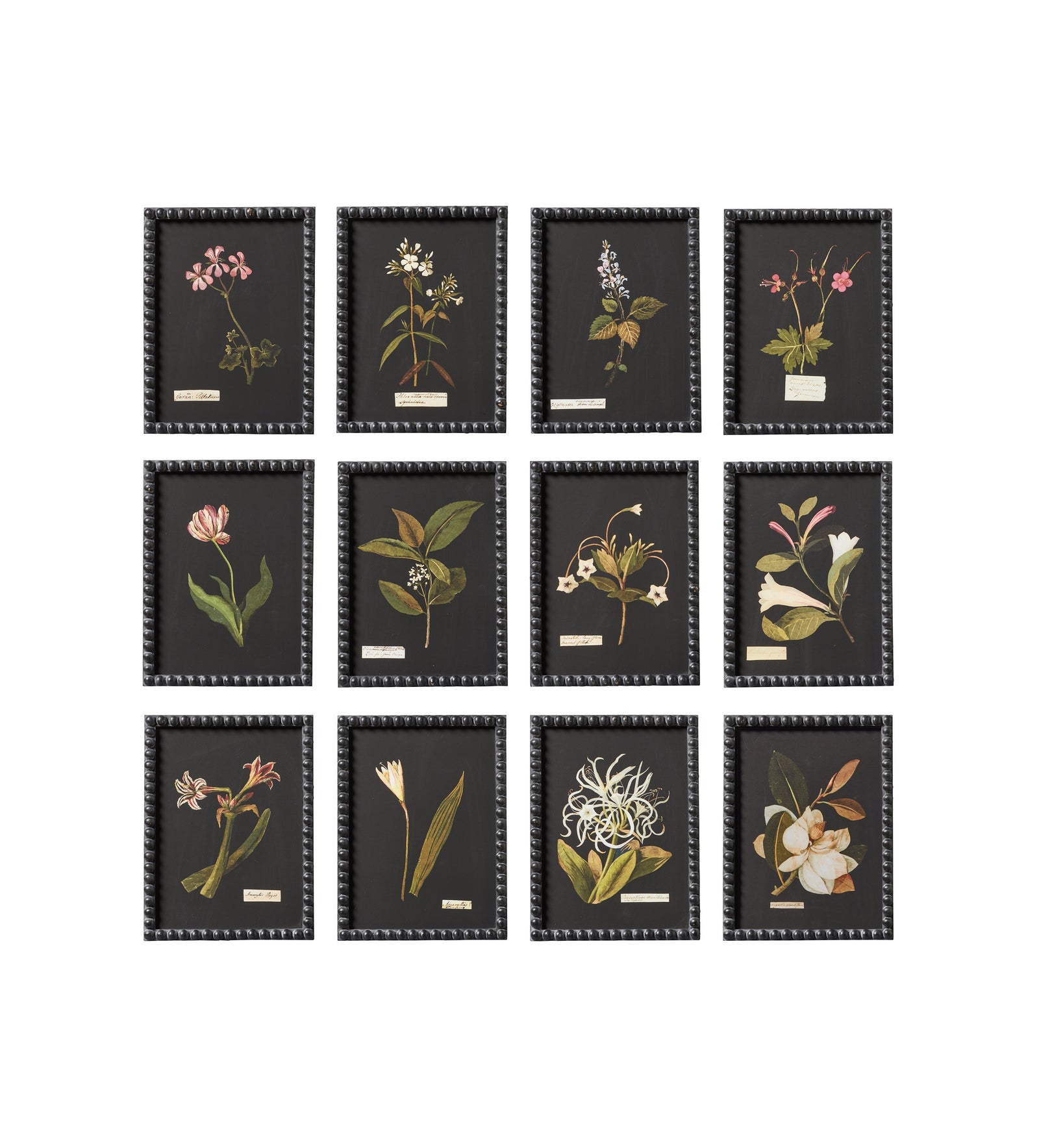 Framed Flower Botanical Prints - Set of Twelve - Multi