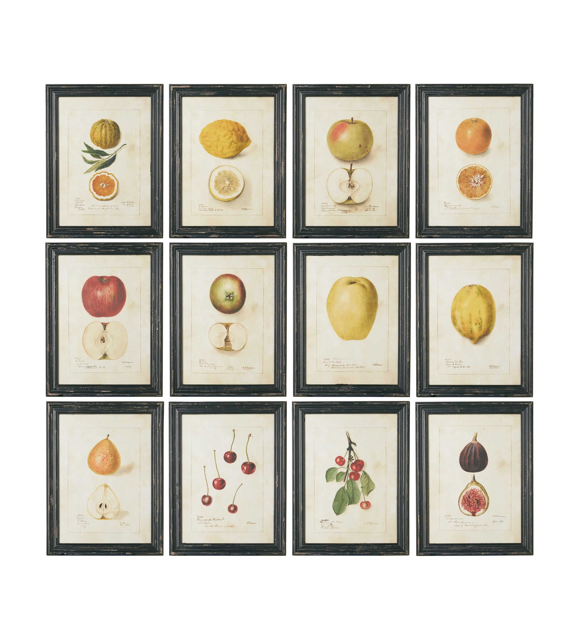 Anatomical Fruit Framed Prints Set Twelve