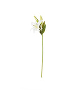 Faux Casablanca Lily Stem - White