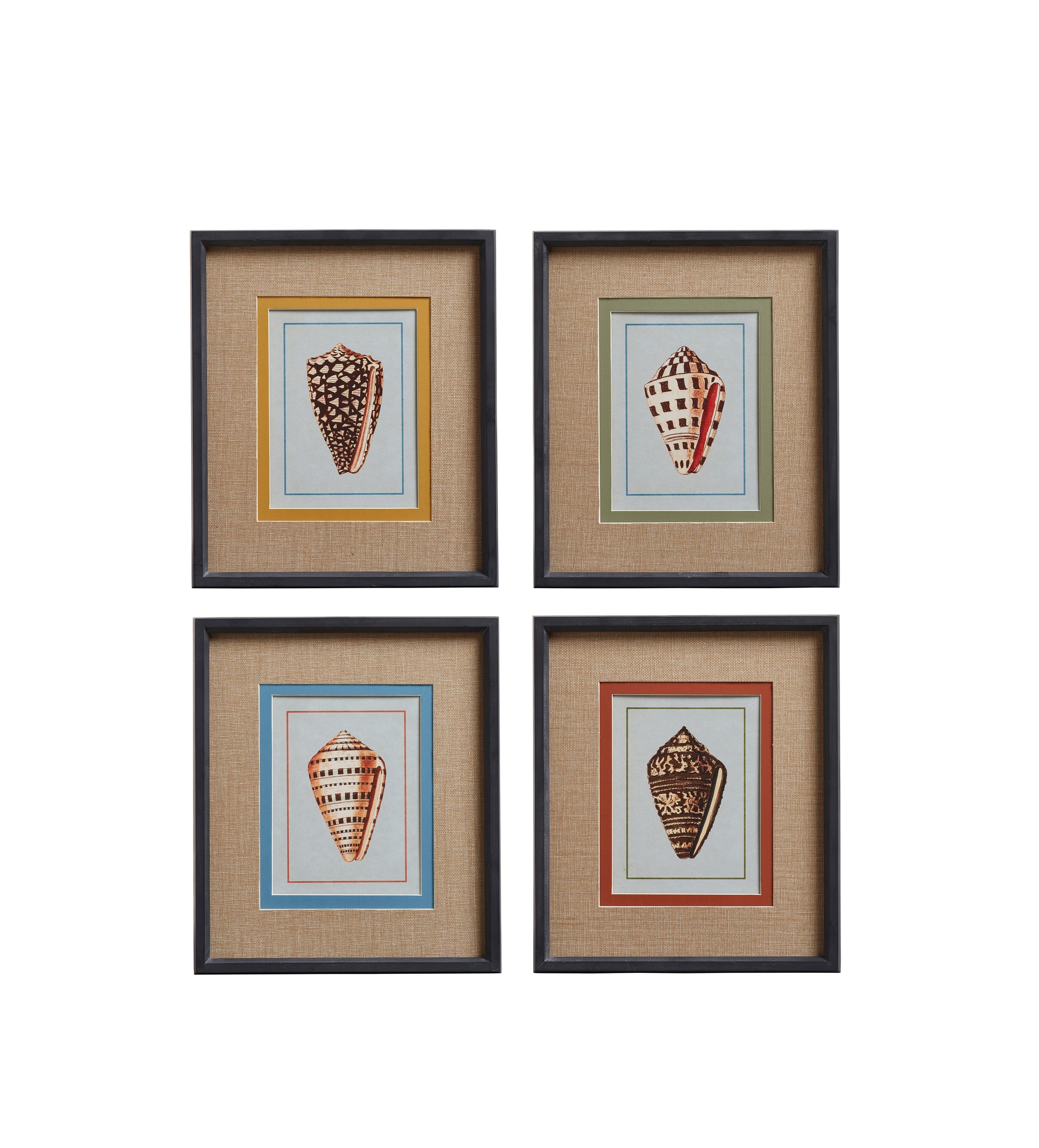 Conchiglia Framed Shell Prints - Set of Four - Multi