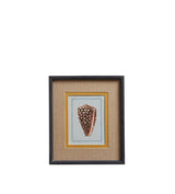 Conchiglia Framed Shell Prints - Set of Four - Multi