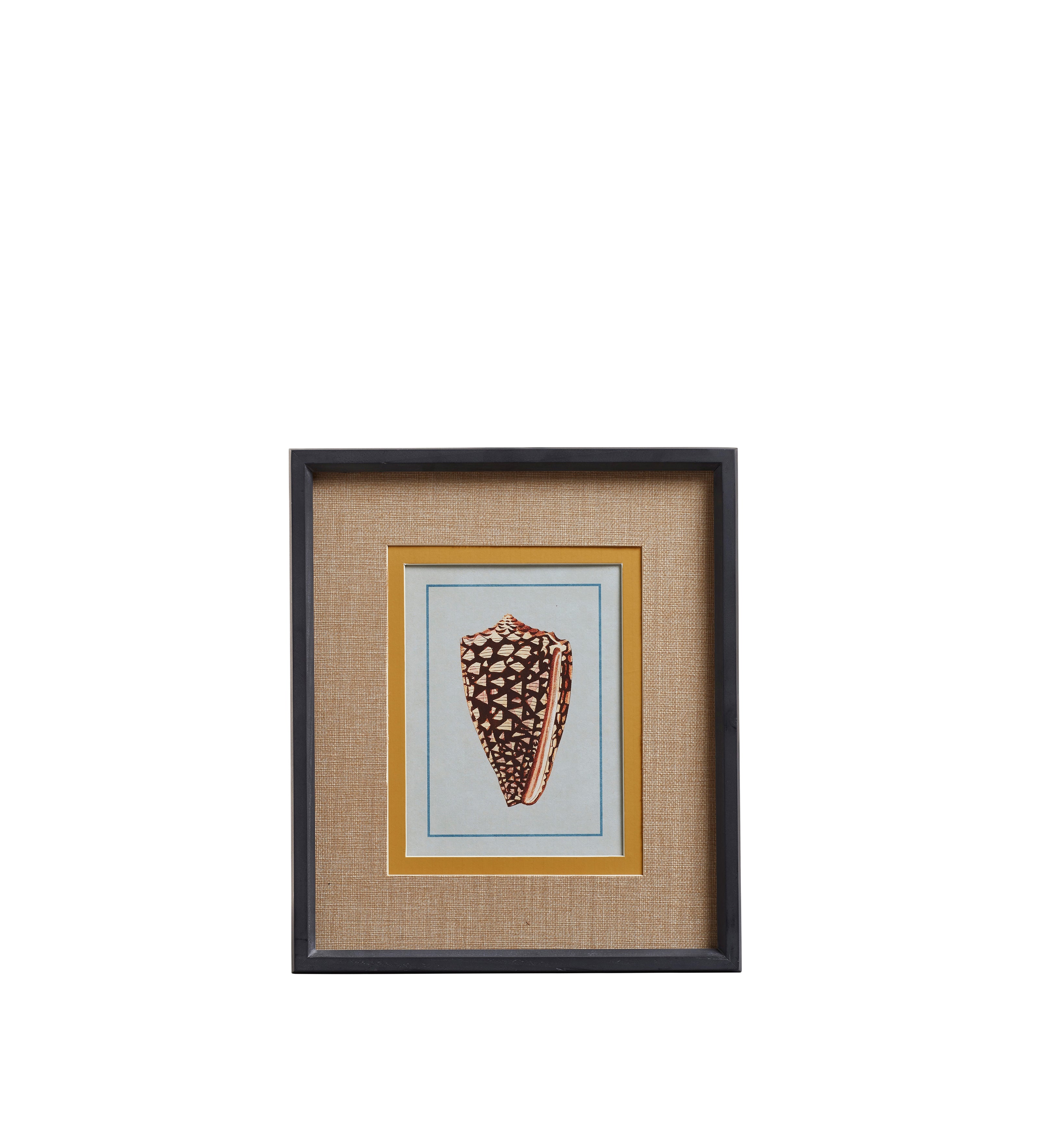 Conchiglia Framed Shell Prints - Set of Four - Multi