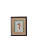 Conchiglia Framed Shell Prints - Set of Four - Multi