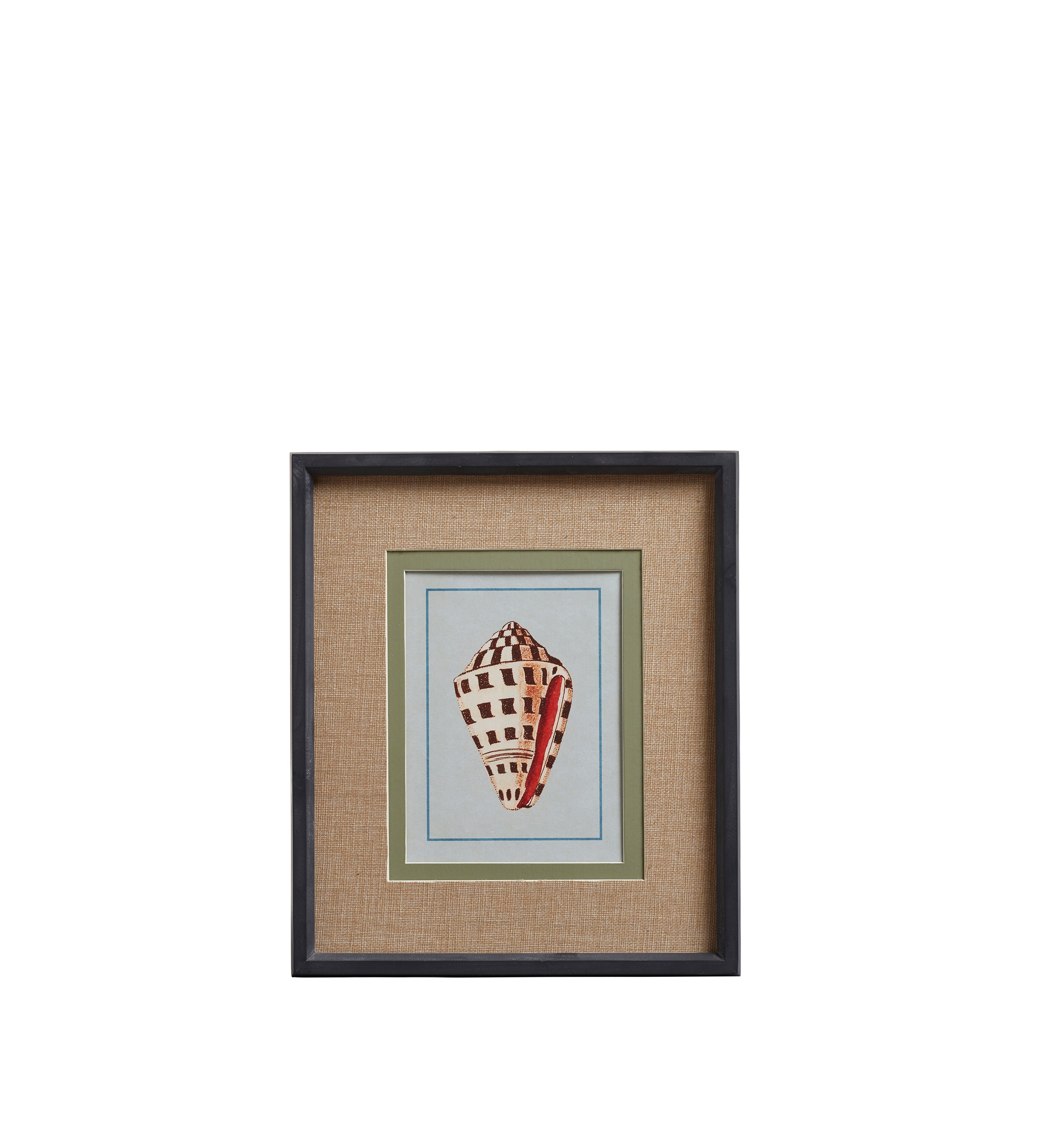 Conchiglia Framed Shell Prints - Set of Four - Multi