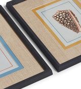 Conchiglia Framed Shell Prints - Set of Four - Multi