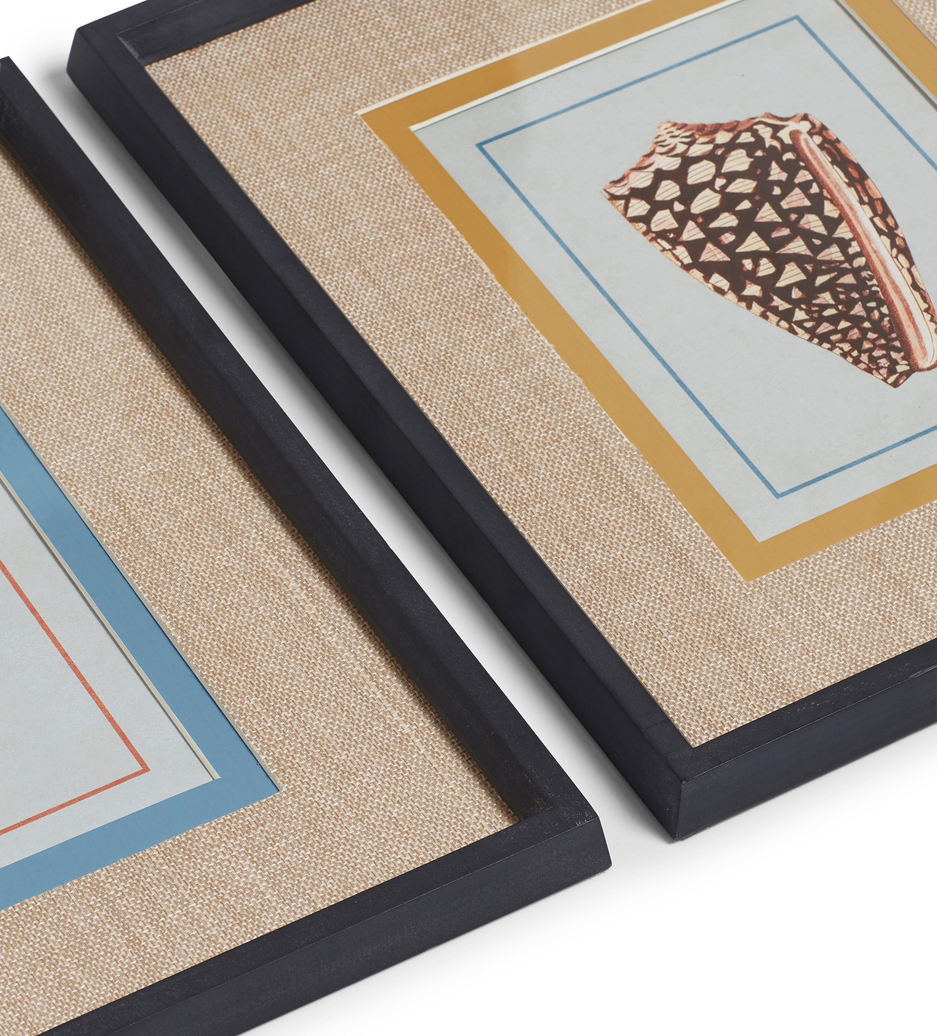 Conchiglia Framed Shell Prints - Set of Four - Multi