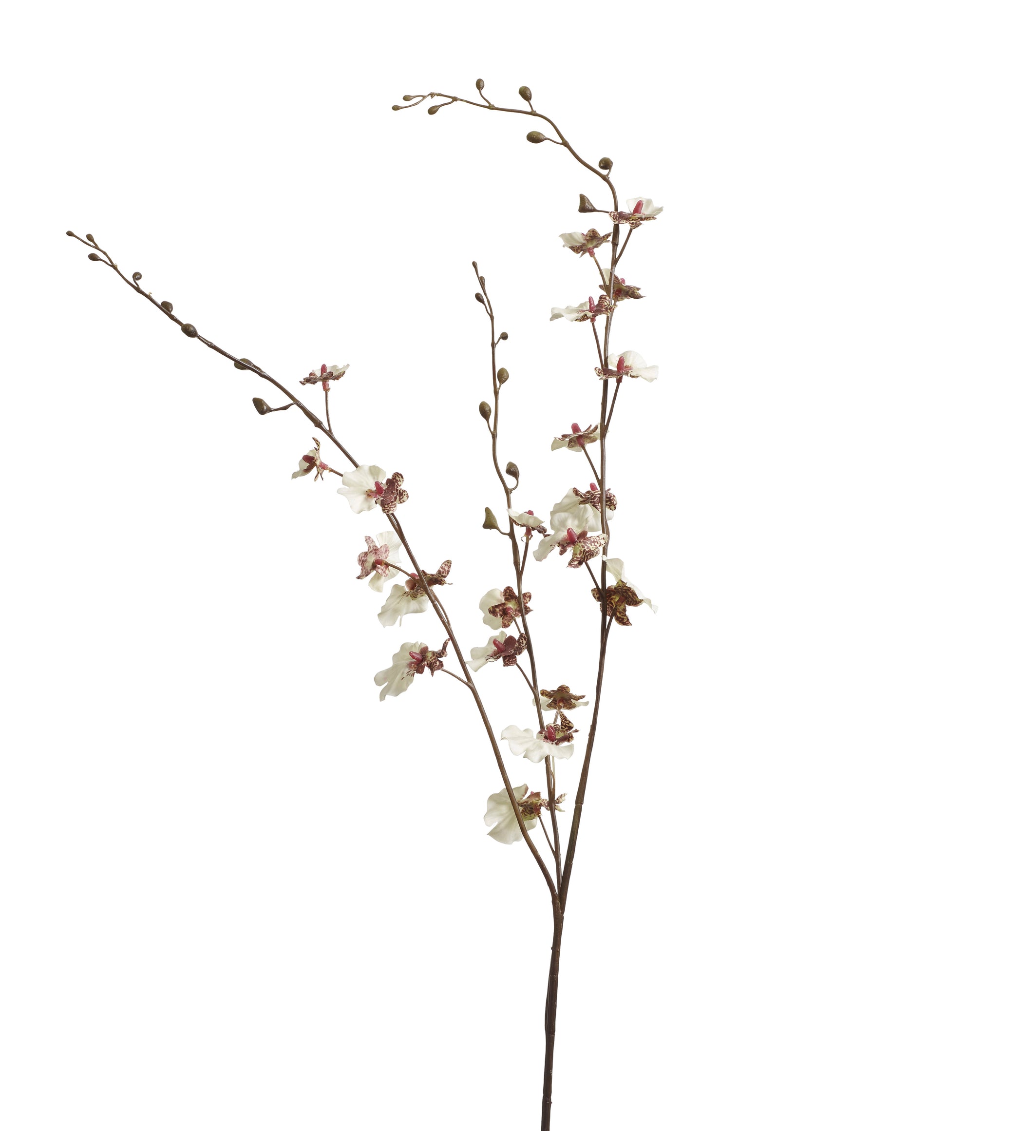 Dancing Orchid Stem - Cream