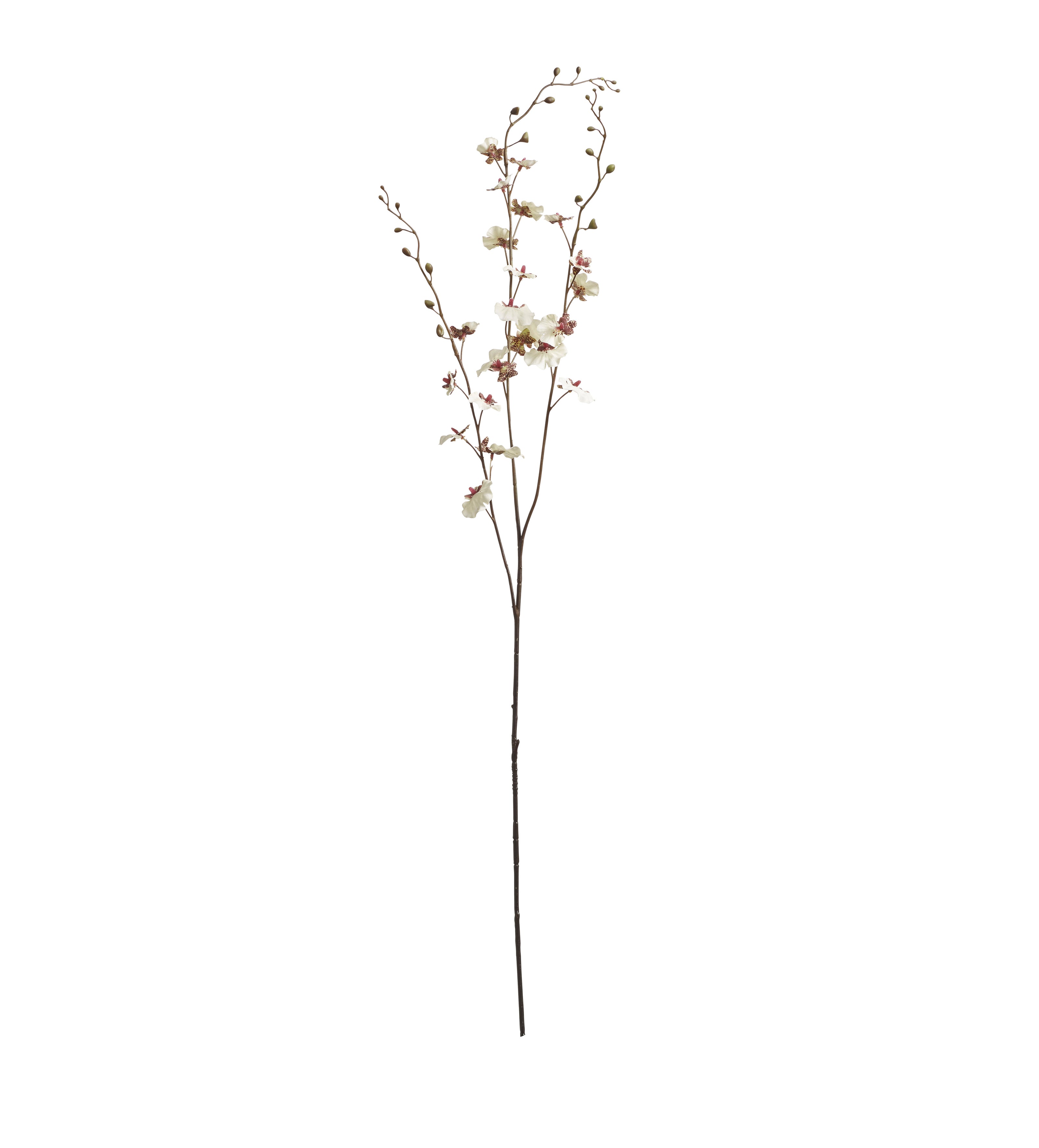 Dancing Orchid Stem - Cream