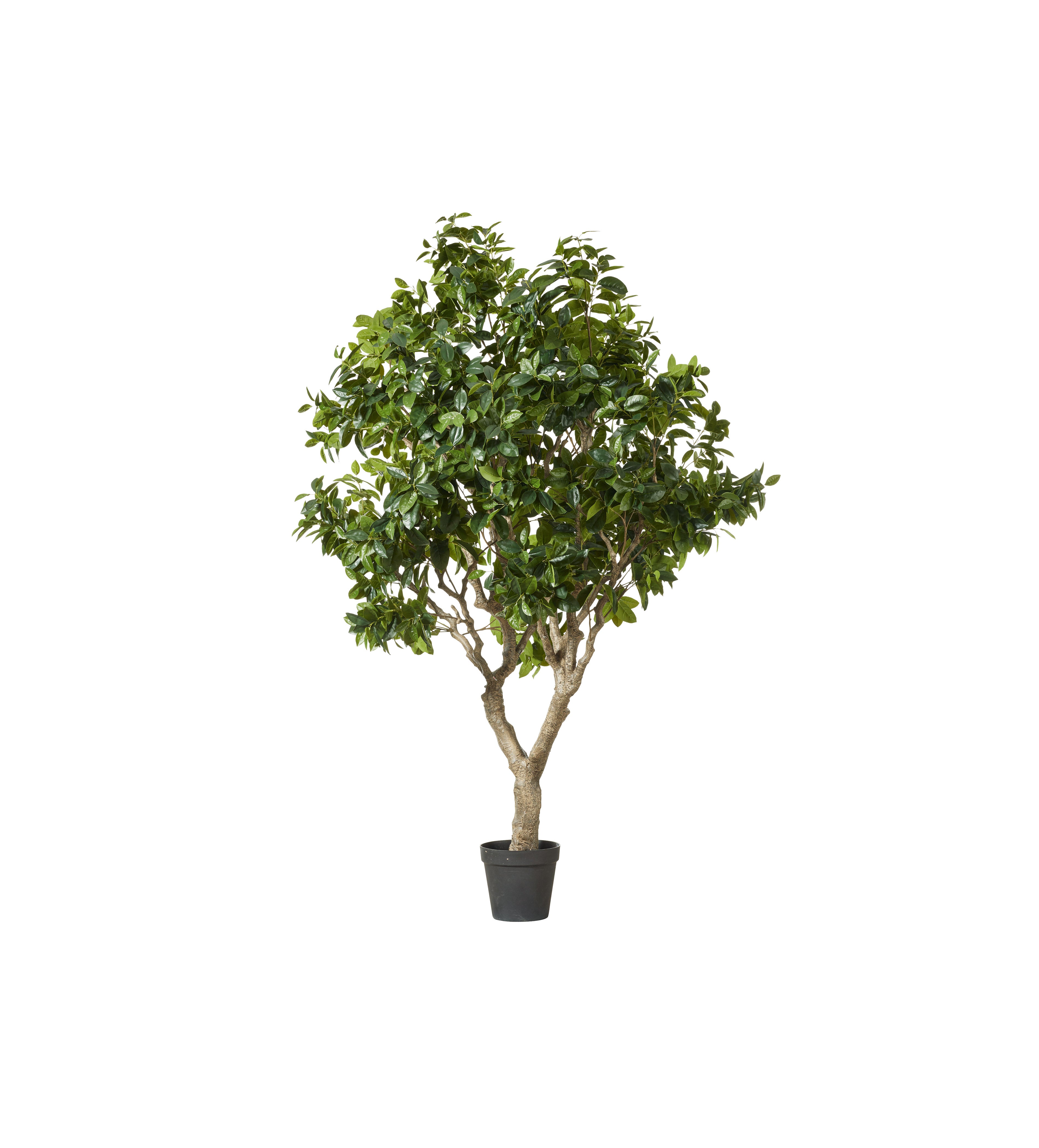 Faux Fiddle Tree - Extra Large - Green | OKA