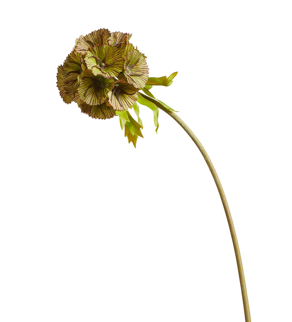Auricula Stem - Green