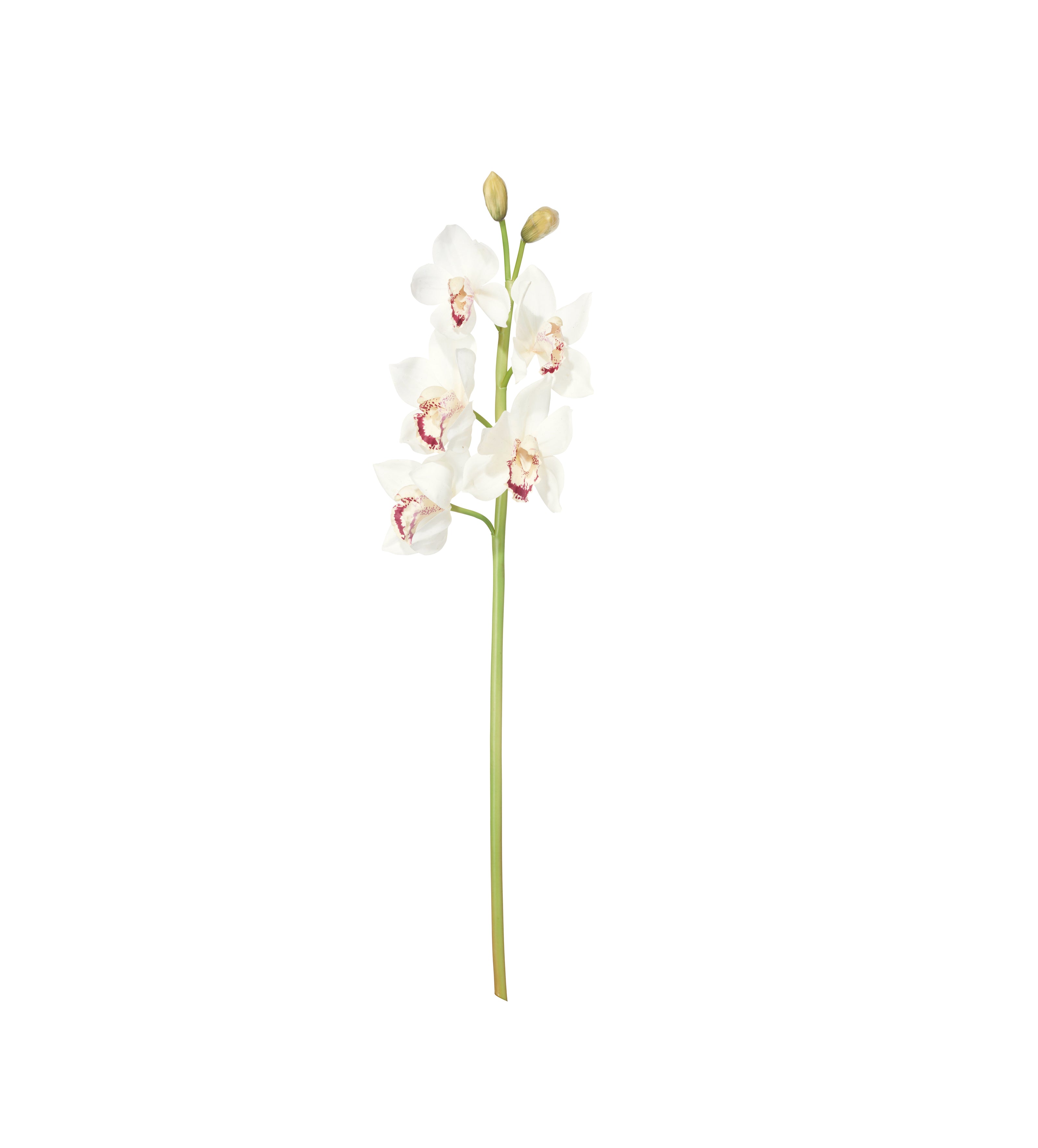 Faux Cymbidium Orchid Stem - White