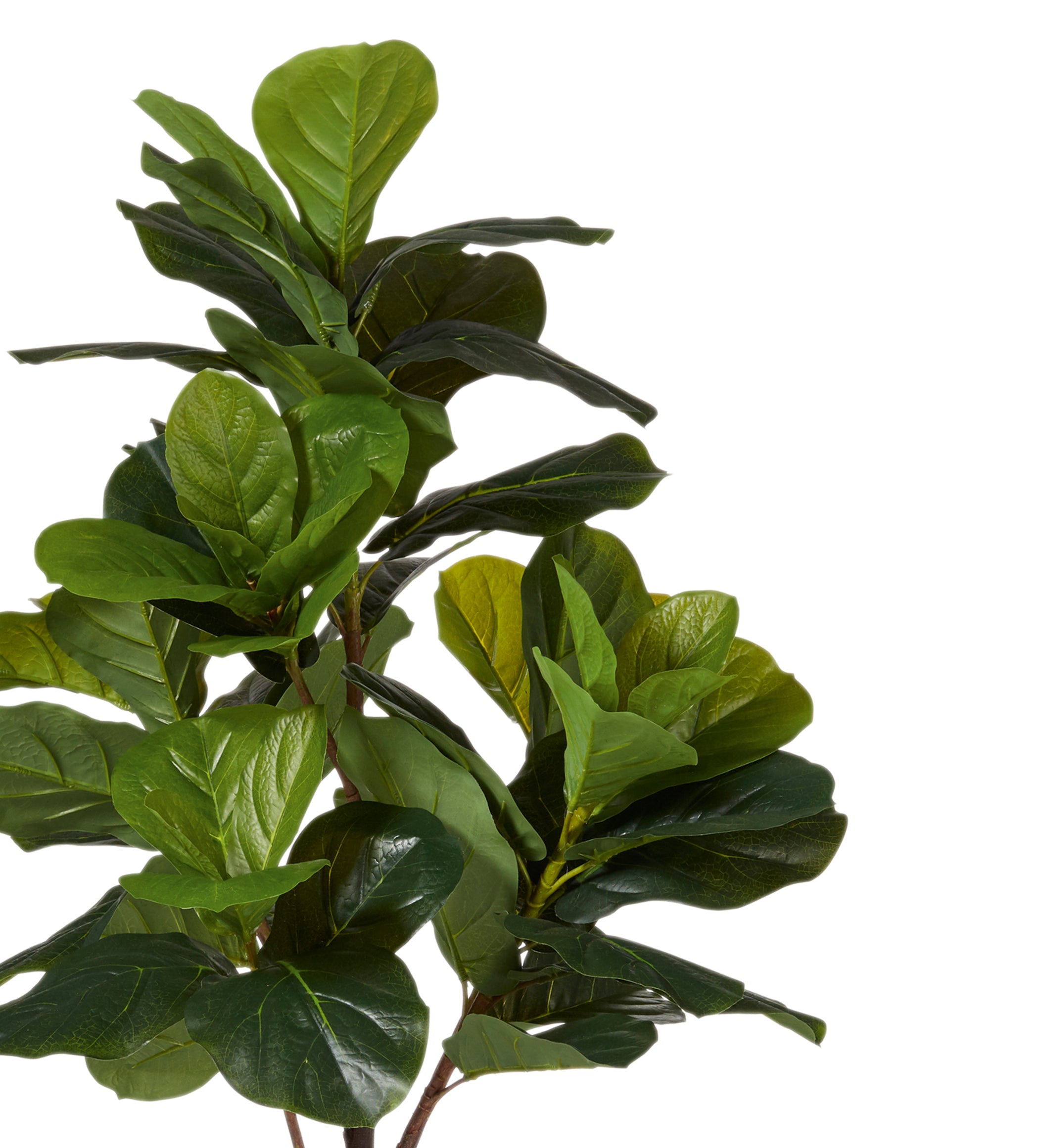 Faux Fiddle Plant - Small - Green
