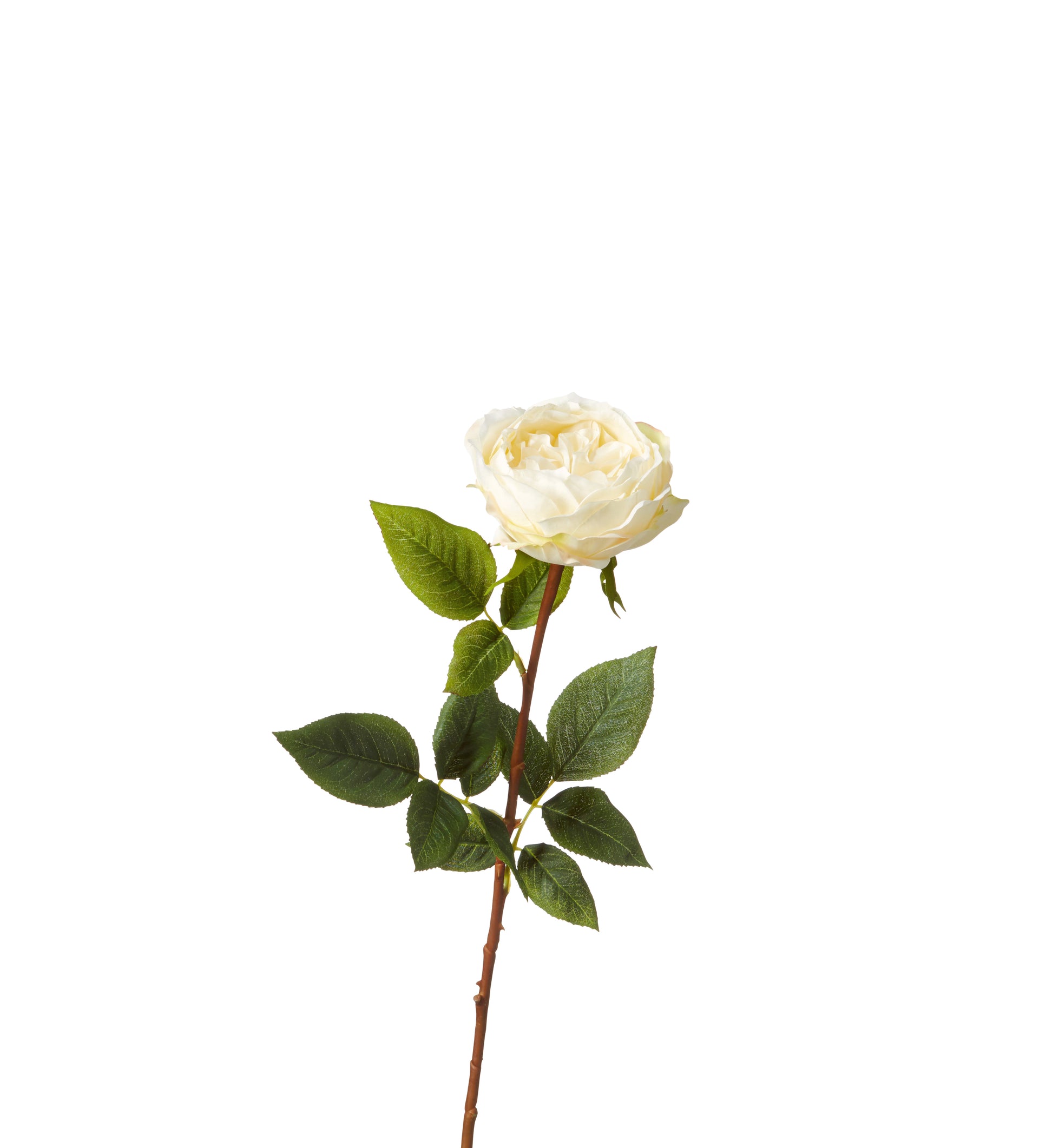 Faux Juno Old Fashioned Rose Stem