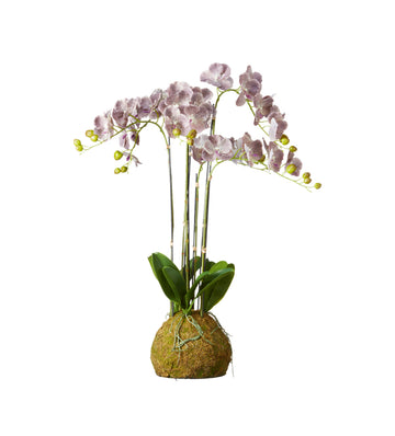 Faux Planted Phalaenopsis Gigantea Orchid - Large - Purple