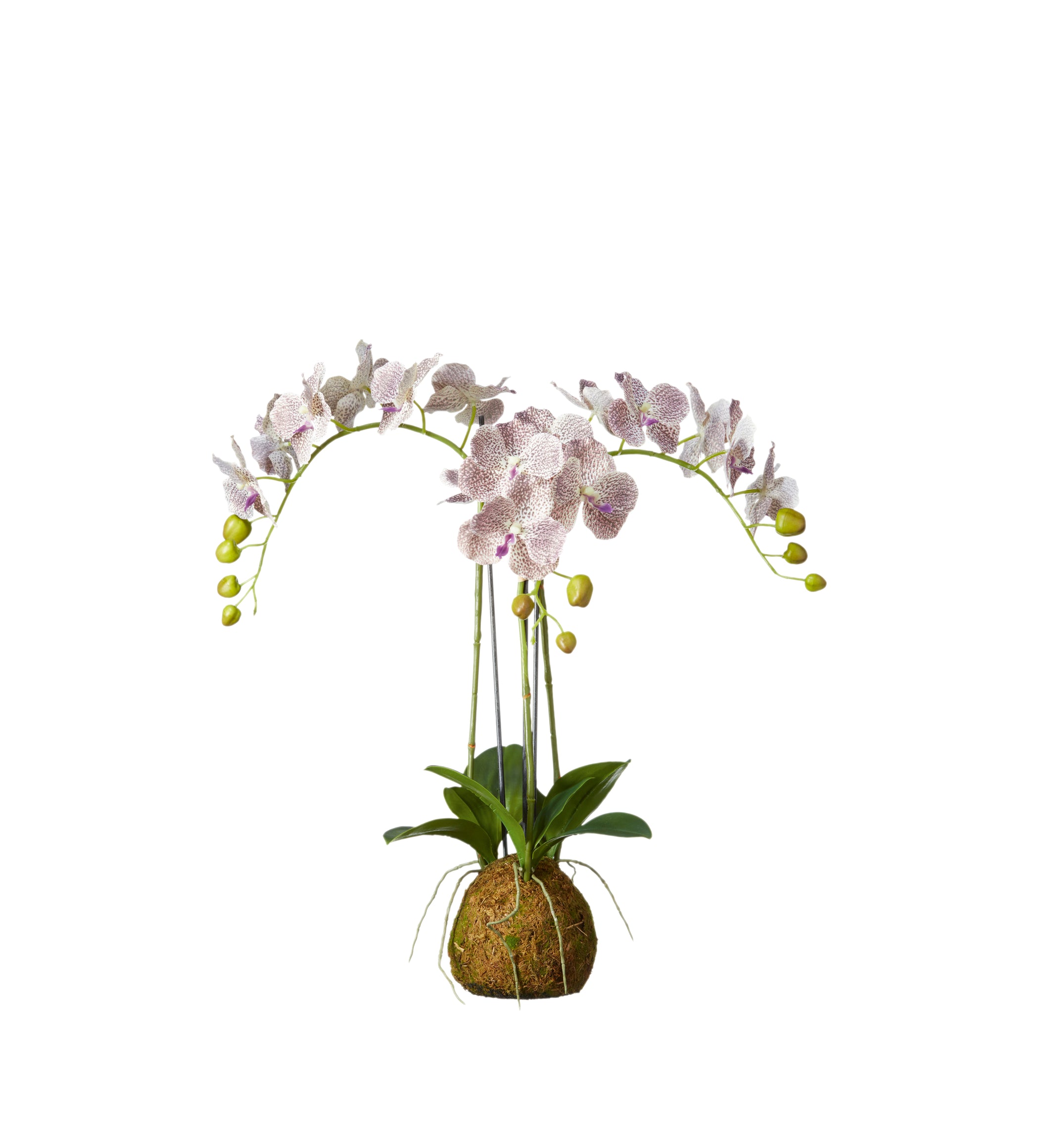 Faux Planted Phalaenopsis Gigantea Orchid - Small - Purple
