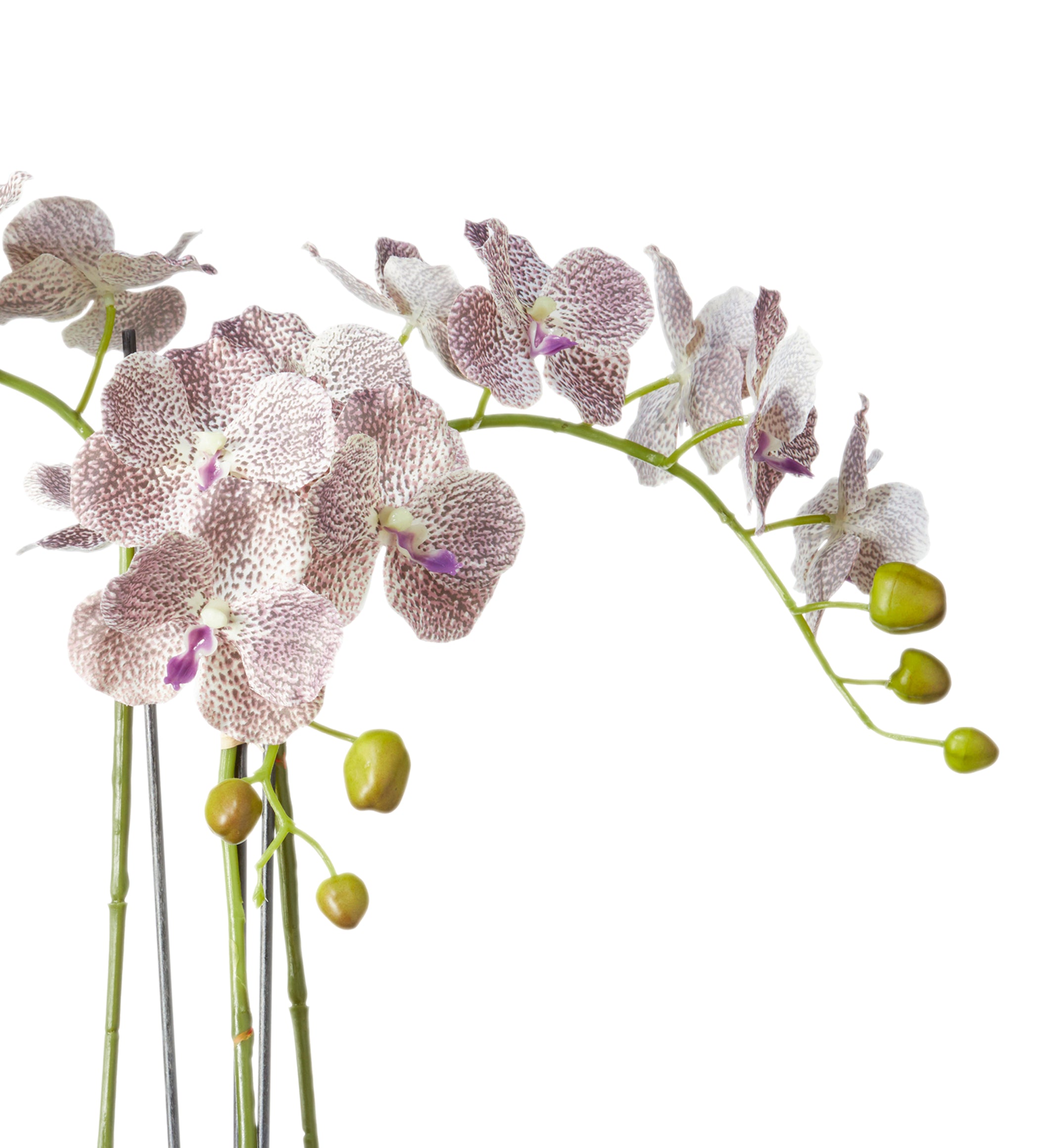 Faux Planted Phalaenopsis Gigantea Orchid - Small - Purple