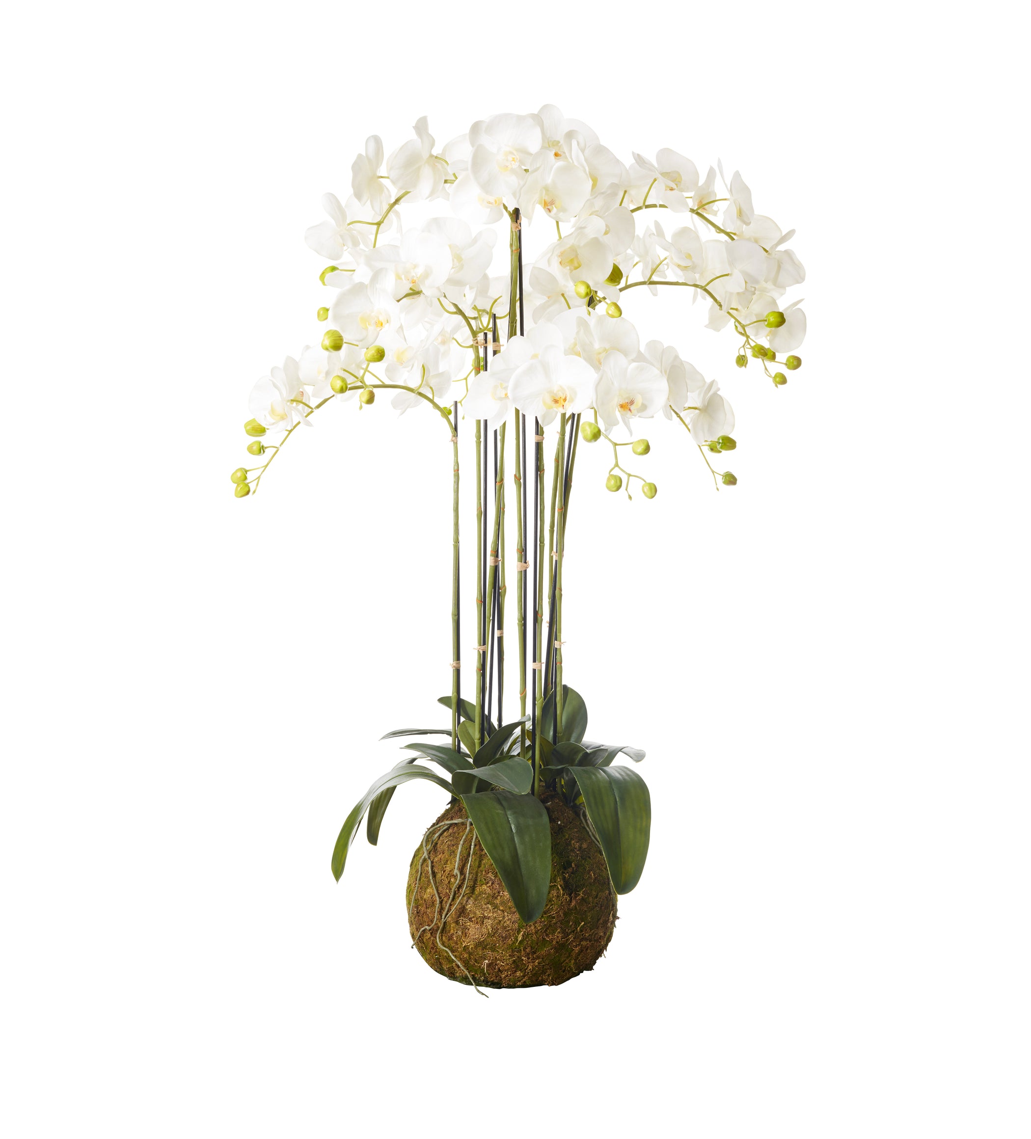 Faux Planted Phalaenopsis Orchid - Large - White