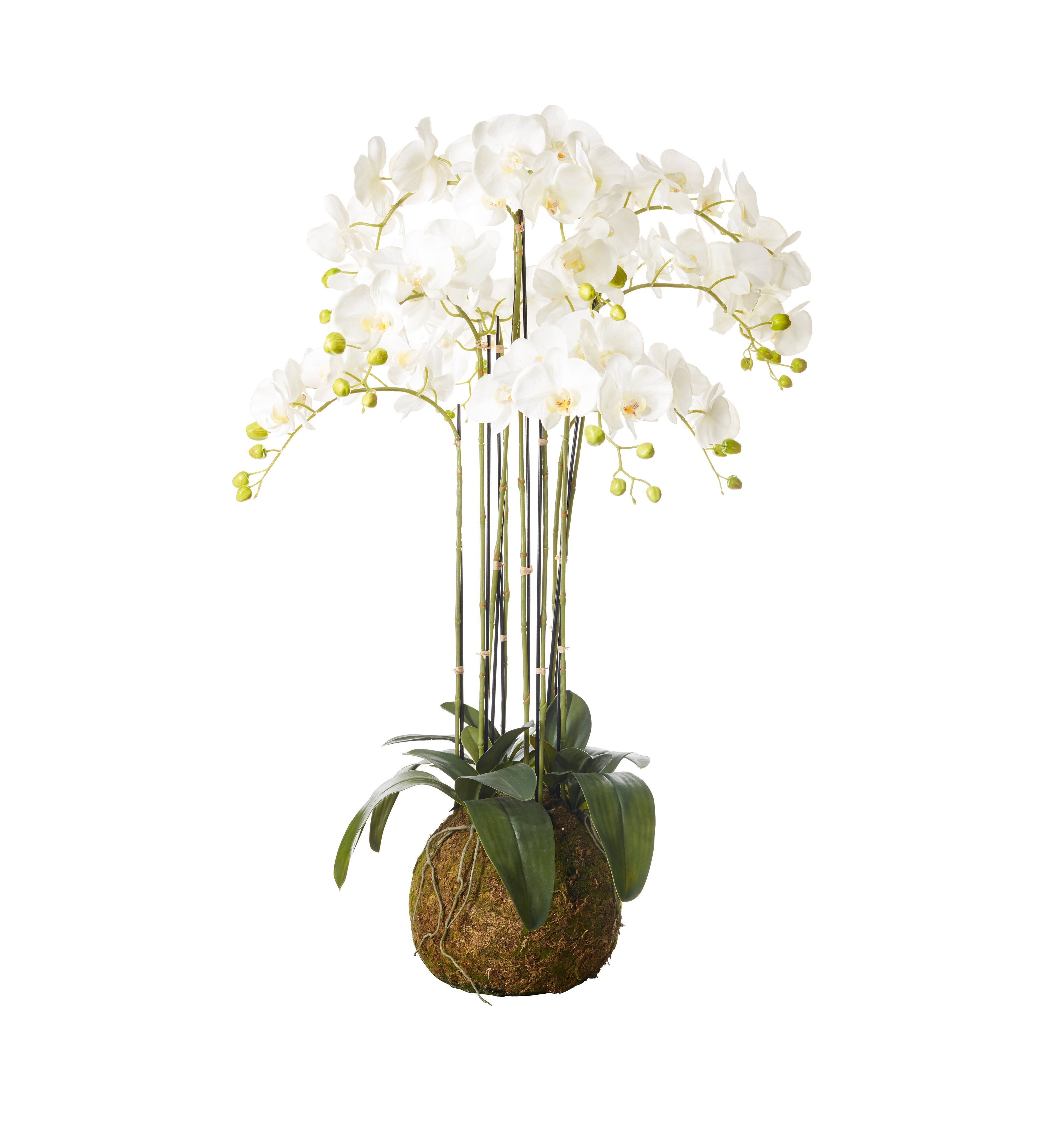 Faux Planted Phalaenopsis Orchid - Large - White