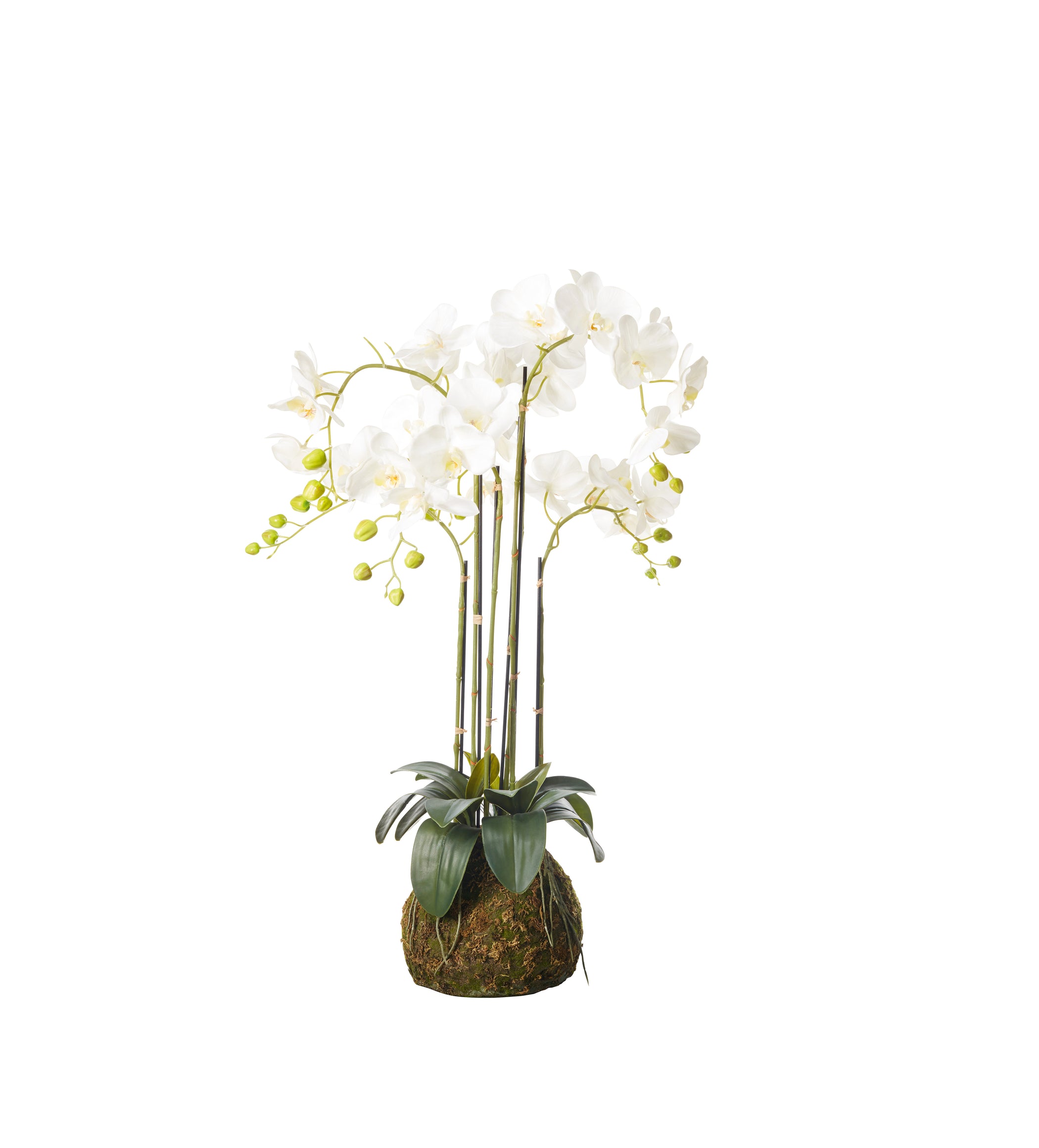 Faux Planted Phalaenopsis Orchid - Medium - White