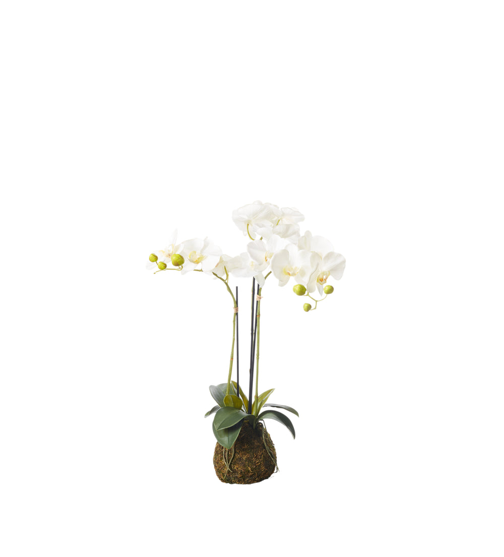 Faux Planted Phalaenopsis Orchid - Small - White