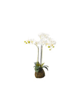 Faux Planted Phalaenopsis Orchid - Small - White
