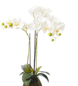 Faux Planted Phalaenopsis Orchid - Small - White