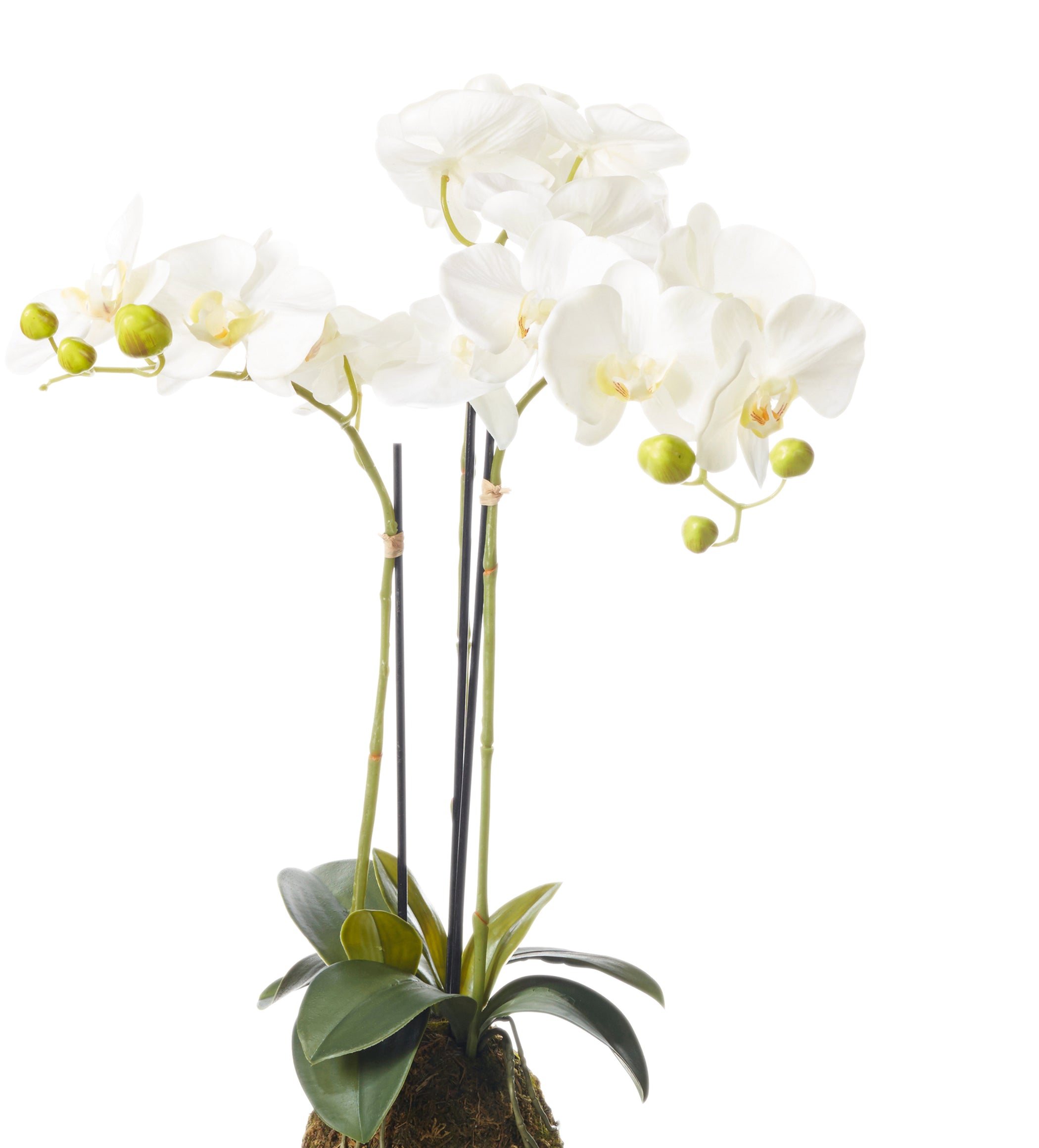 Faux Planted Phalaenopsis Orchid - Small - White
