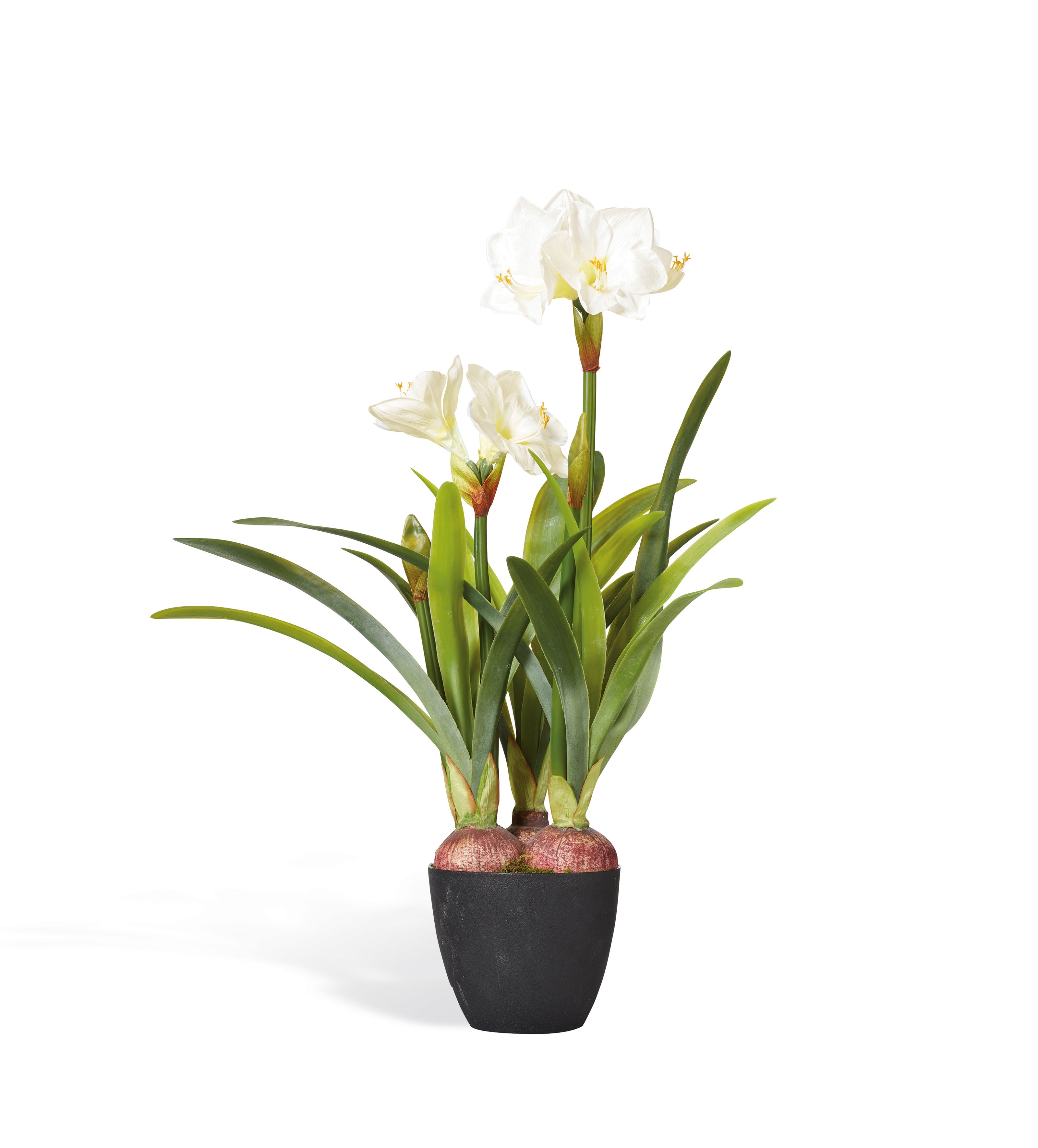 potted amaryllis plant Faux Potted Amaryllis Plant - White