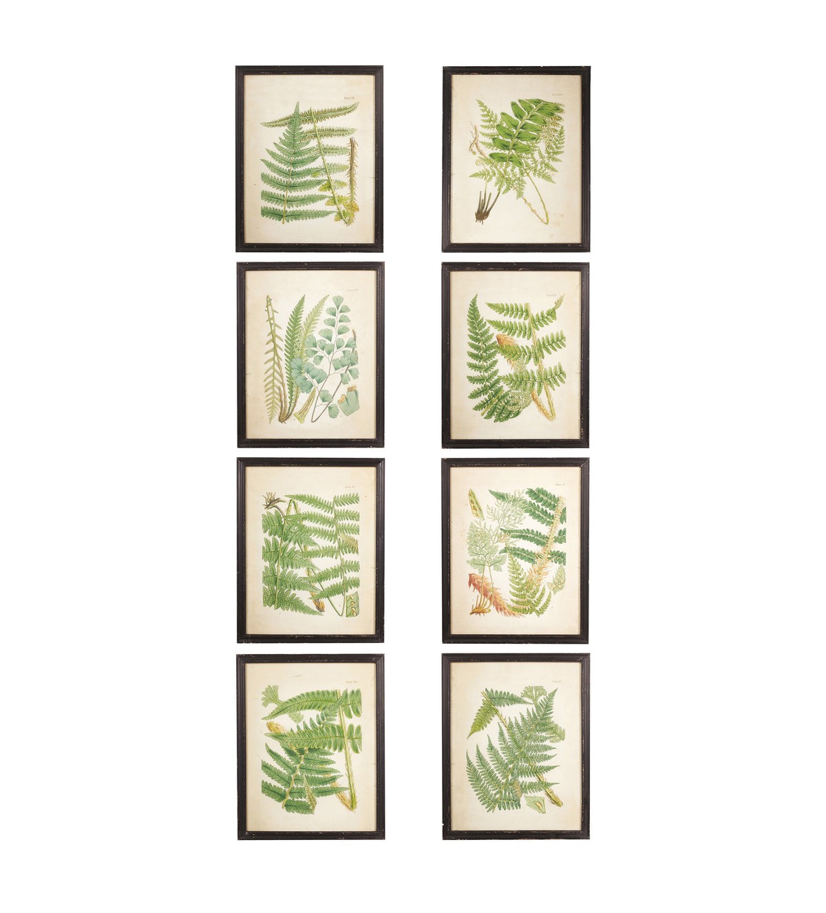 Framed Botanical Prints Ferns Set Eight