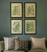 Framed Botanical Prints Ferns - Multi