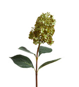 Hydrangea Paniculata Stem - Green
