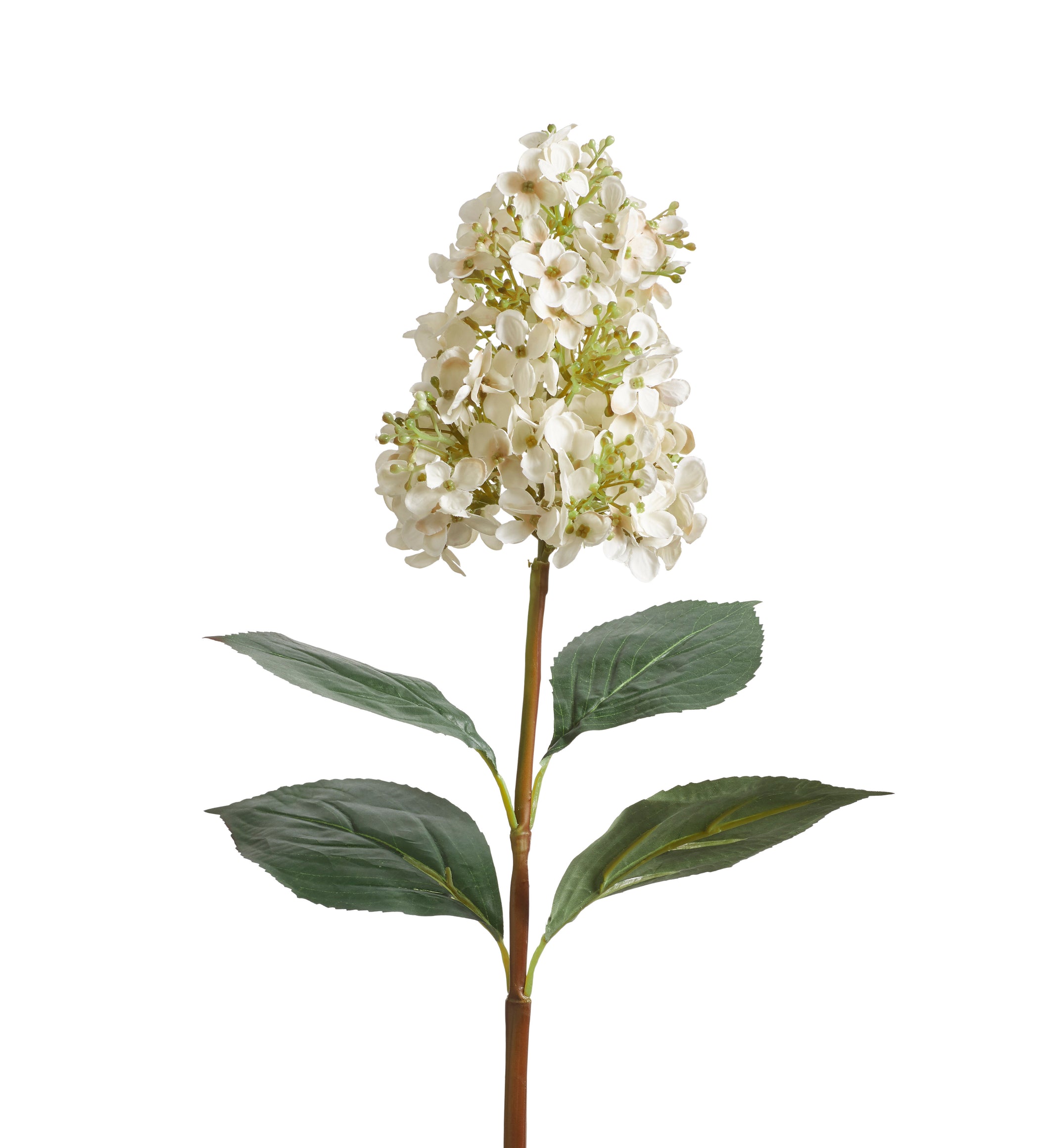 Hydrangea Paniculata Stem - White