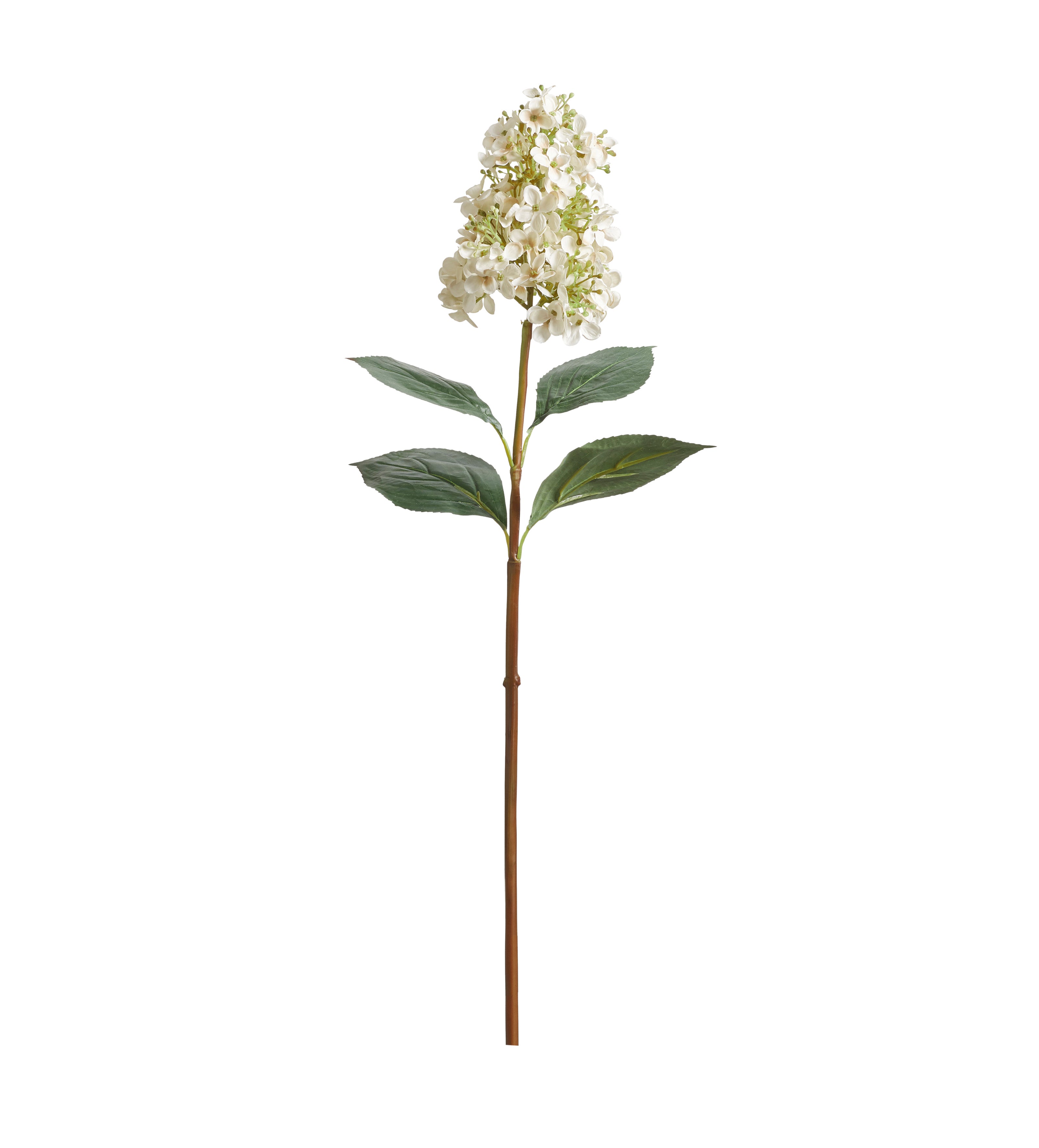 Hydrangea Paniculata Stem - White